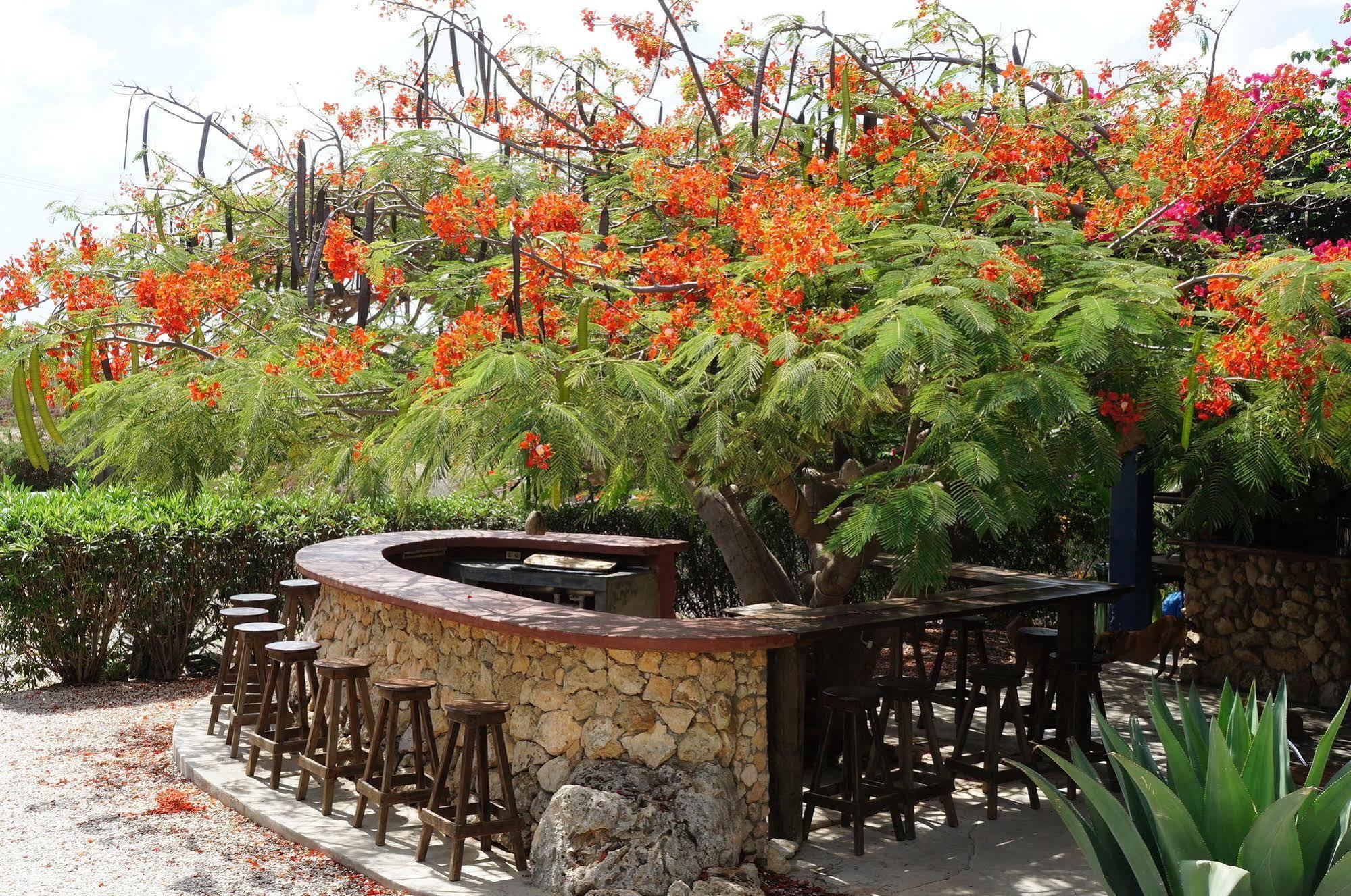 Caribbean Chillout Apartments Playa Dış mekan fotoğraf